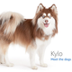Image for article titled Amazon's Error Dogs, Ranked